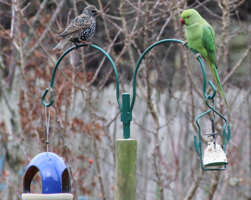 Accueil de la faune